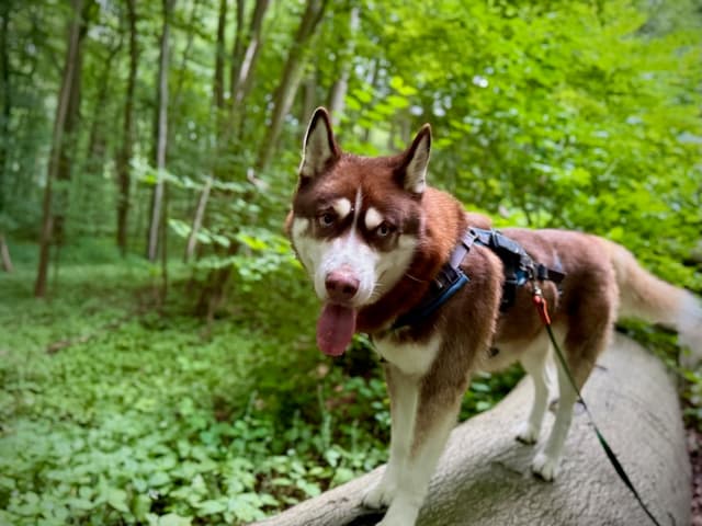 Sykes the Siberian Husky
