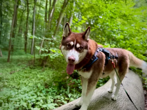 Sykes, un husky siberiano rojizo, de pie sobre un tronco caído en un bosque verde