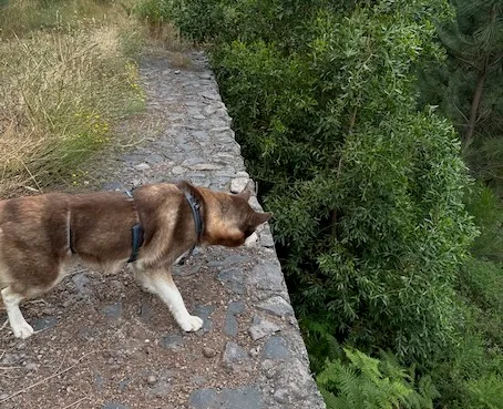 Sykes mirando hacia arriba durante un paseo