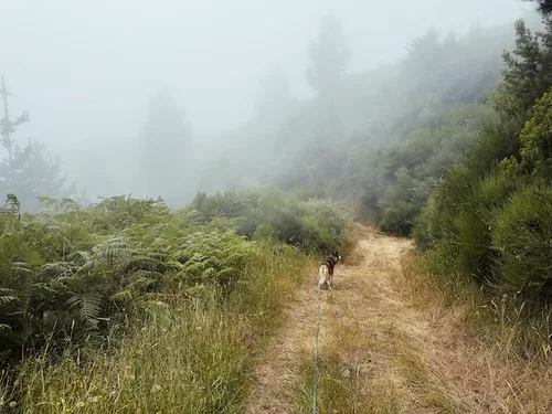 Sykes caminando por delante en un sendero de montaña con niebla