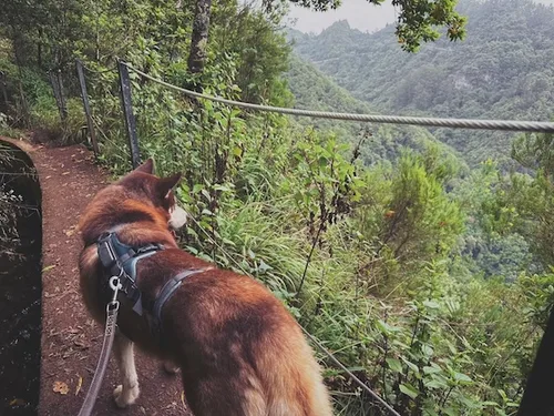 Sykes descansando después de un paseo